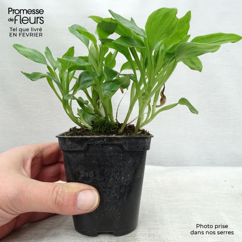 Alstroemeria Duchesses Aliénor Vasetto da 8/9 cm esemplare consegnato in inverno