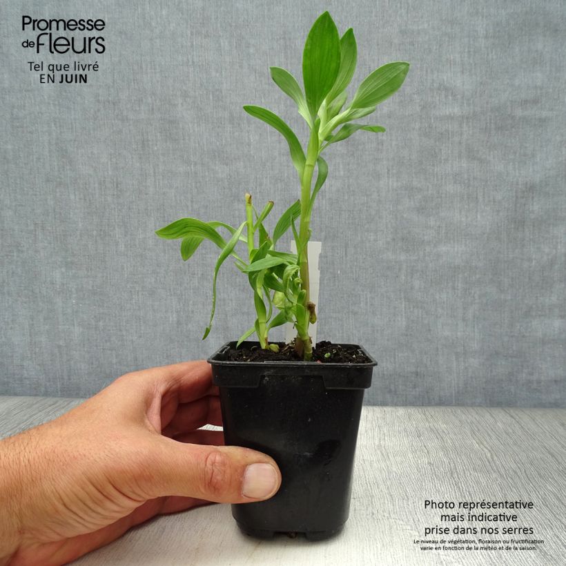 Esemplare di Alstroemeria Duchesses Béatrice Vasetto da 8/9 cm consegnato in estate