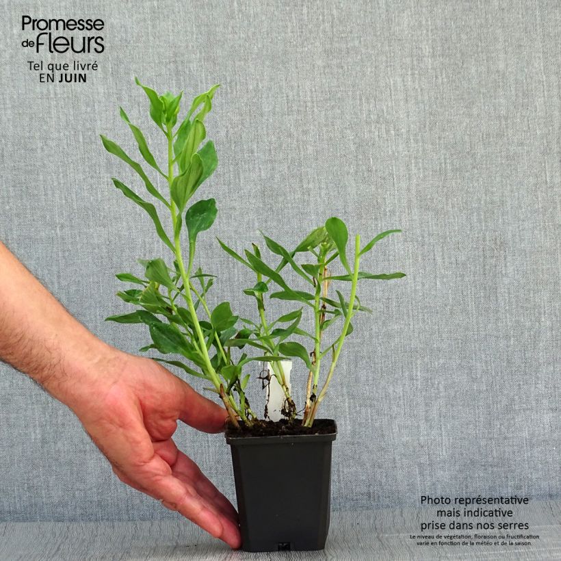 Esemplare di Alstroemeria Duchesses Diane Vasetto da 8/9 cm consegnato in estate