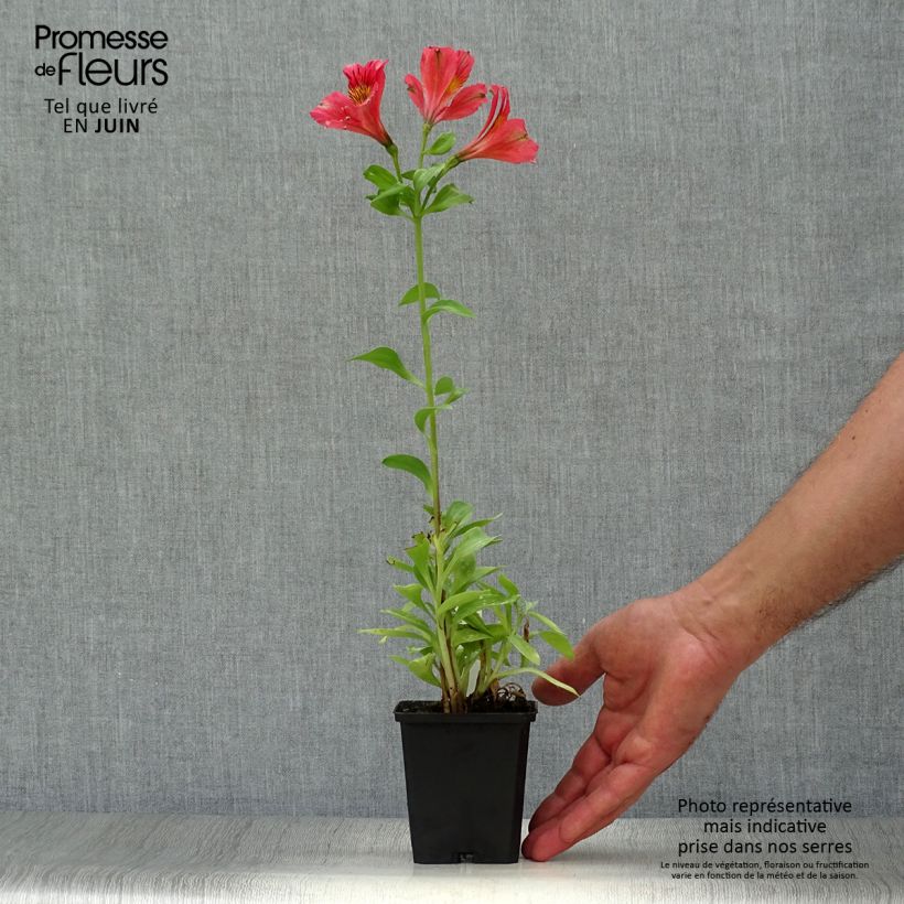 Esemplare di Alstroemeria Duchesse Elisabeth Vasetto da 8/9 cm consegnato in estate