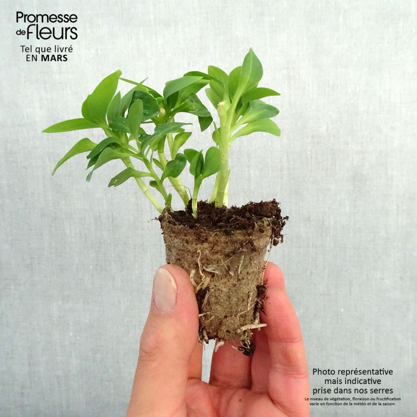 Alstroemeria Inticancha Magic White zolla 4 cm x 4,5 cm esemplare consegnato in primavera