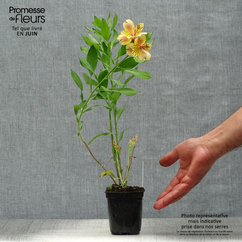 Esemplare di Alstroemeria Majestic Layon Vasetto da 8/9 cm consegnato in estate