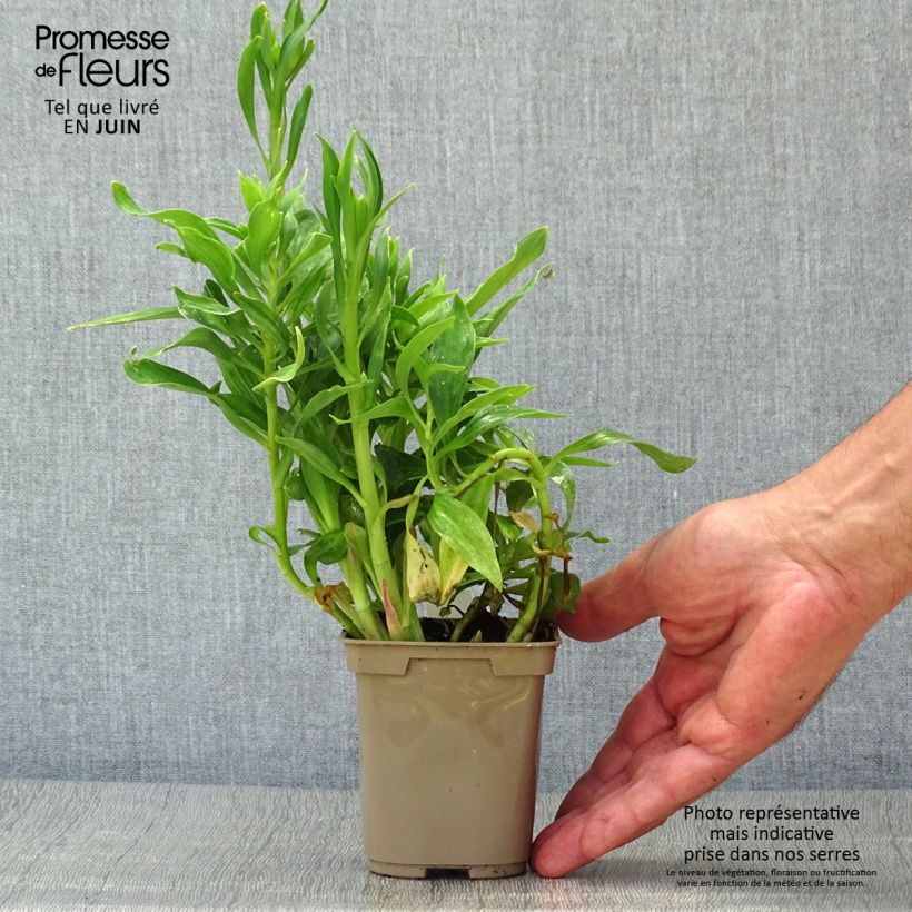 Esemplare di Alstroemeria Majestic Mazé Vasetto da 8/9 cm consegnato in estate