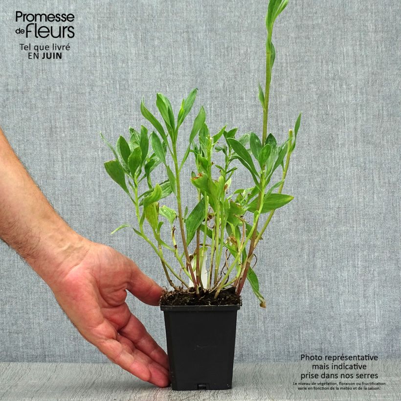 Esemplare di Alstroemeria Majestic Montsoreau Vasetto da 8/9 cm consegnato in estate