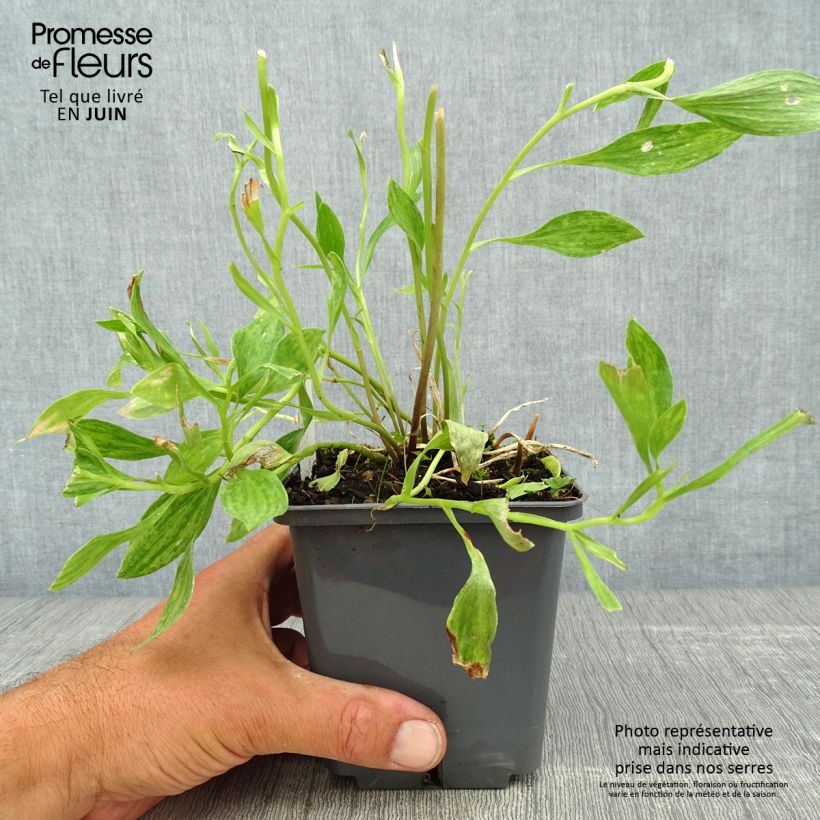 Esemplare di Alstroemeria Majestic Montsoreau Vaso da 1L/1,5L consegnato in estate