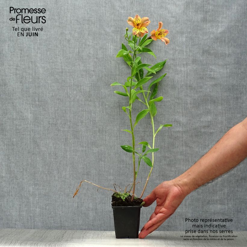 Esemplare di Alstroemeria Majestic Aubance Vasetto da 8/9 cm consegnato in estate