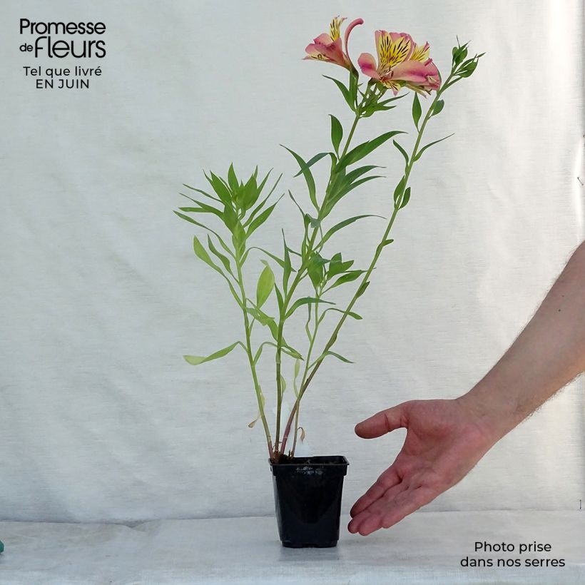 Esemplare di Alstroemeria Majestic Avrillé Vasetto da 8/9 cm consegnato in estate