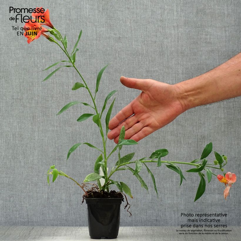 Esemplare di Alstroemeria Majestic Brissac Vasetto da 8/9 cm consegnato in estate