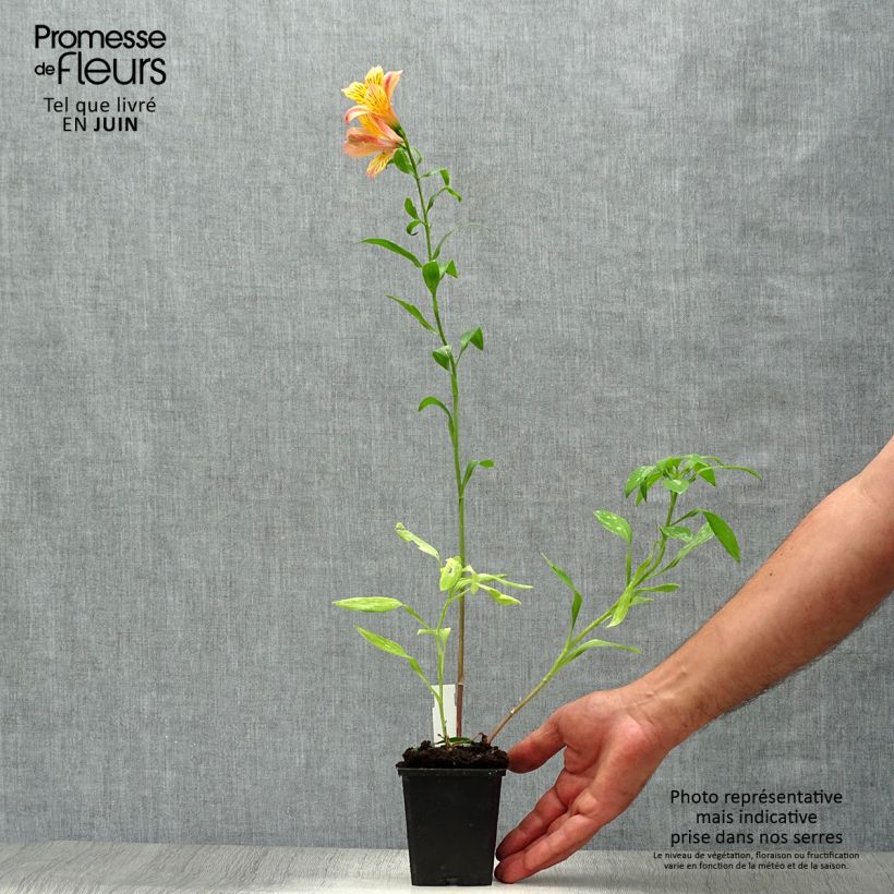 Esemplare di Alstroemeria Majestic Chartrené Vasetto da 8/9 cm consegnato in estate