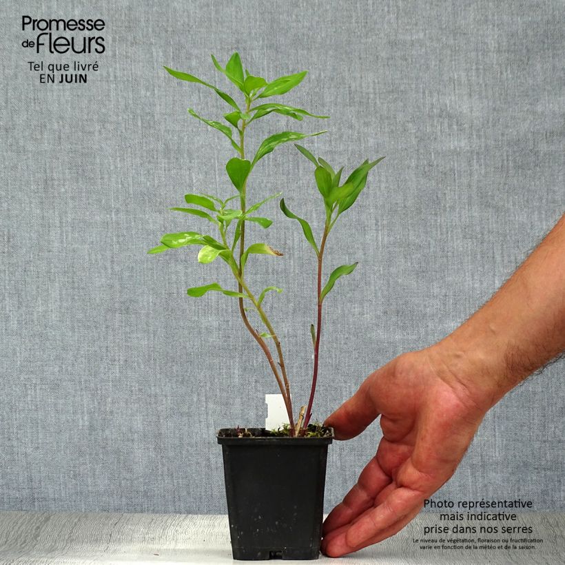 Esemplare di Alstroemeria Majestic Chinon Vasetto da 8/9 cm consegnato in estate