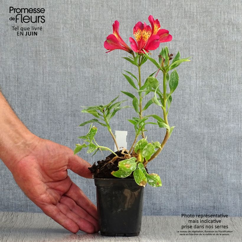 Esemplare di Alstroemeria Pitchounes Gaspard Vasetto da 8/9 cm consegnato in estate