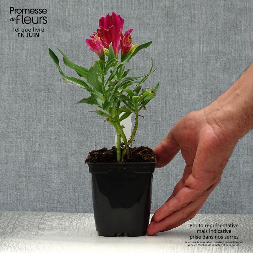 Esemplare di Alstroemeria Pitchounes Lola Vasetto da 8/9 cm consegnato in estate