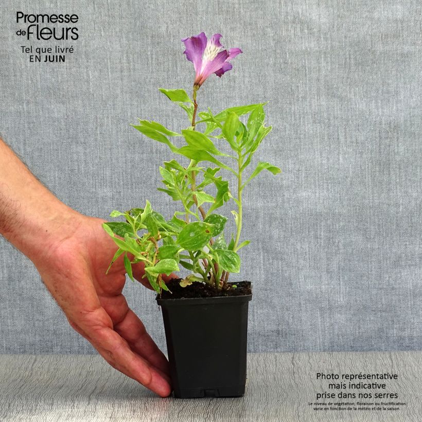 Esemplare di Alstroemeria Pitchounes Lucas Vasetto da 8/9 cm consegnato in estate