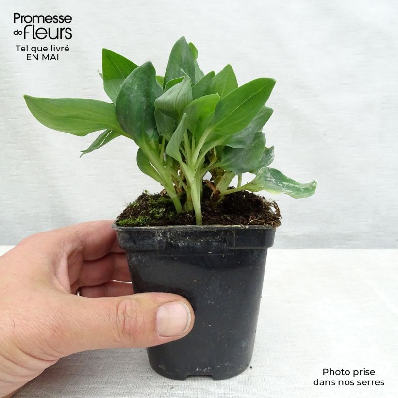 Alstroemeria Pitchounes Noah Vasetto da 8/9 cm esemplare consegnato in primavera