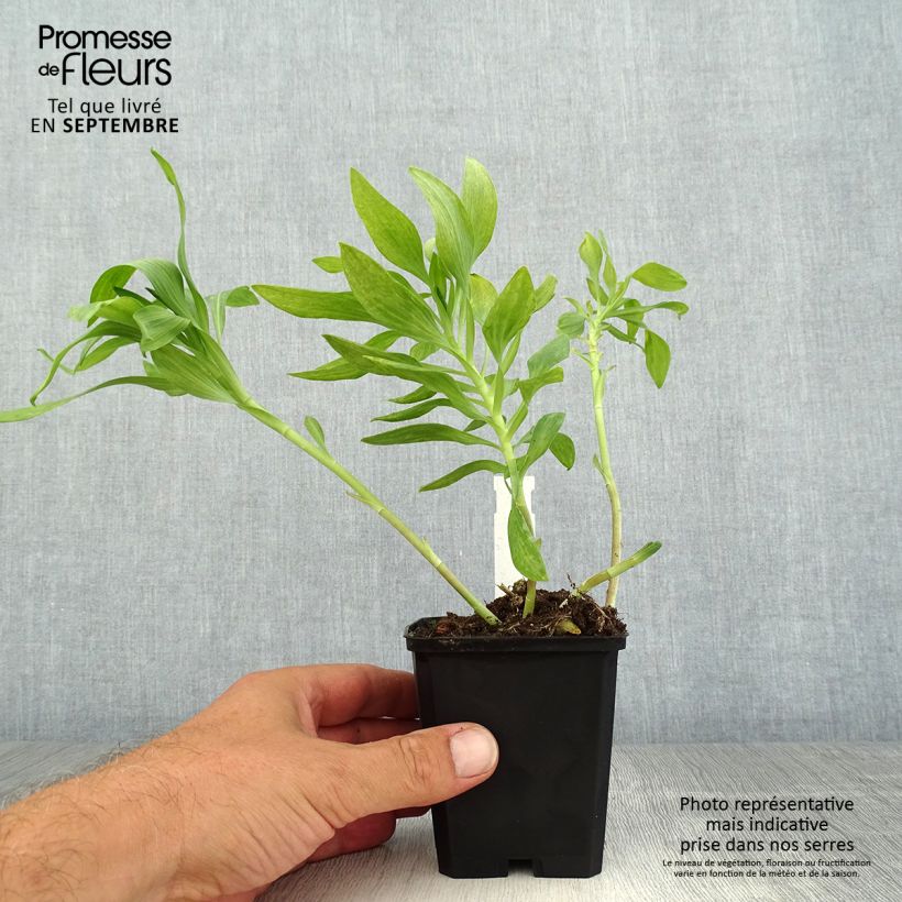 Esemplare di Alstroemeria Pitchounes Oceane Vasetto da 8/9 cm consegnato in estate
