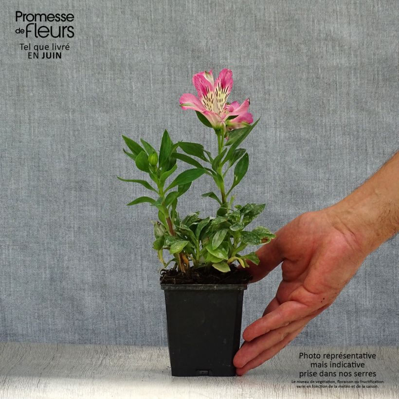 Esemplare di Alstroemeria Pitchounes Rosie Vasetto da 8/9 cm consegnato in estate