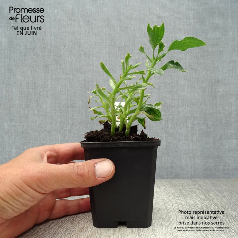 Esemplare di Alstroemeria Pitchounes Stella Vasetto da 8/9 cm consegnato in estate