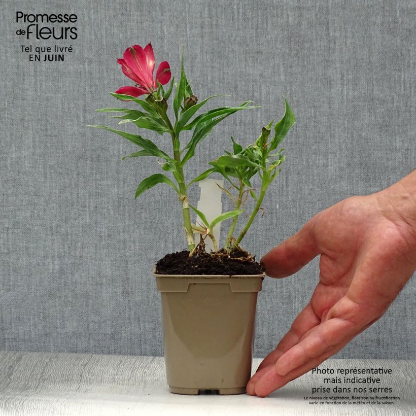 Esemplare di Alstroemeria Pitchounes Timoté Vasetto da 8/9 cm consegnato in estate