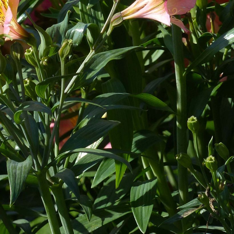 Alstroemeria Garden Summer Relieve (Fogliame)