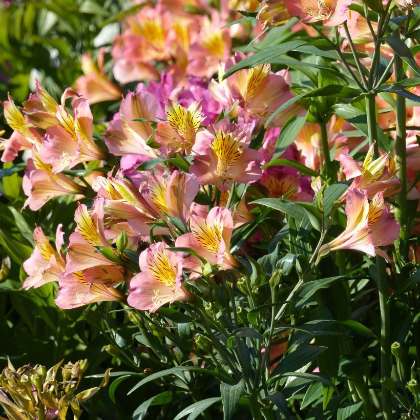 Alstroemeria Garden Summer Relieve (Fioritura)
