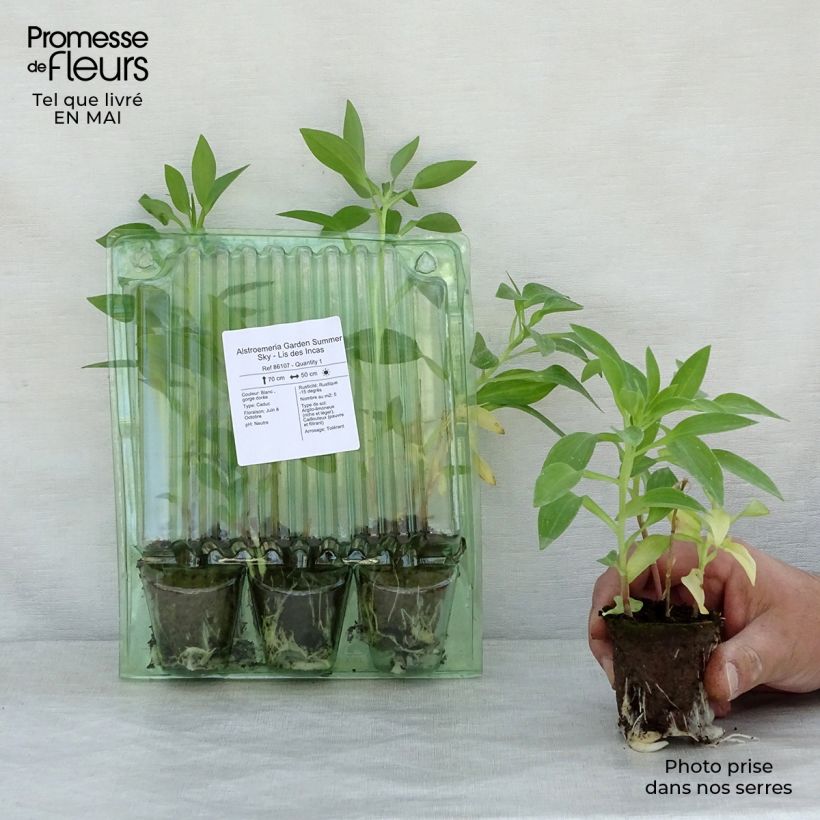 Alstroemeria Garden Summer Sky zolla 4 cm x 4,5 cm esemplare consegnato in primavera