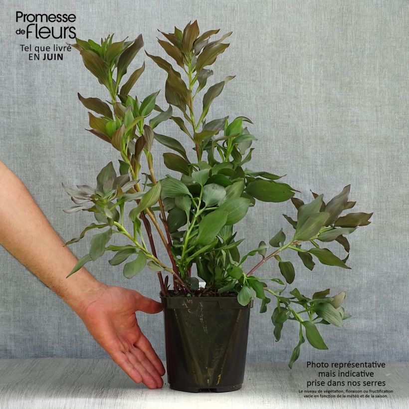 Esemplare di Alstroemeria Indian Summer Vaso da 2L/3L consegnato in estate