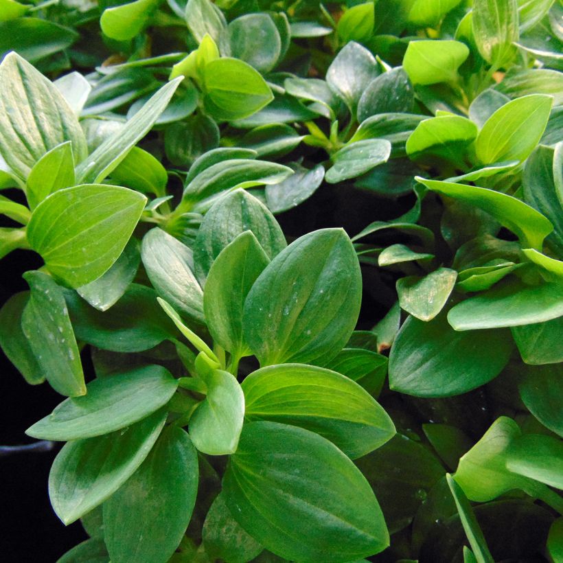 Alstroemeria Inticancha Cabana (Fogliame)