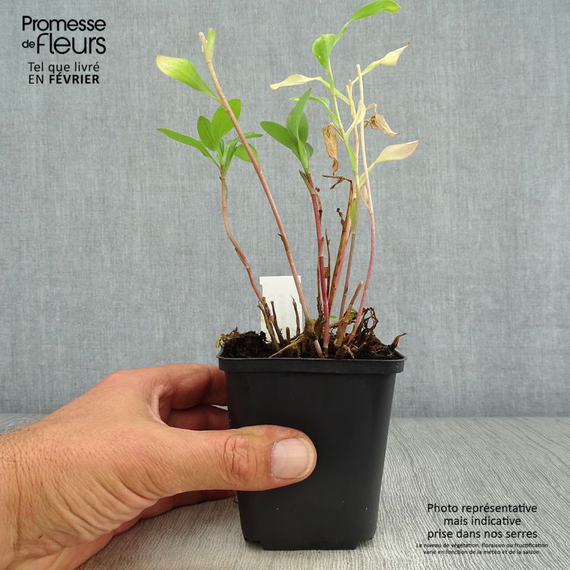 Esemplare di Alstroemeria Mars Vasetto da 8/9 cm come consegnato in autunno