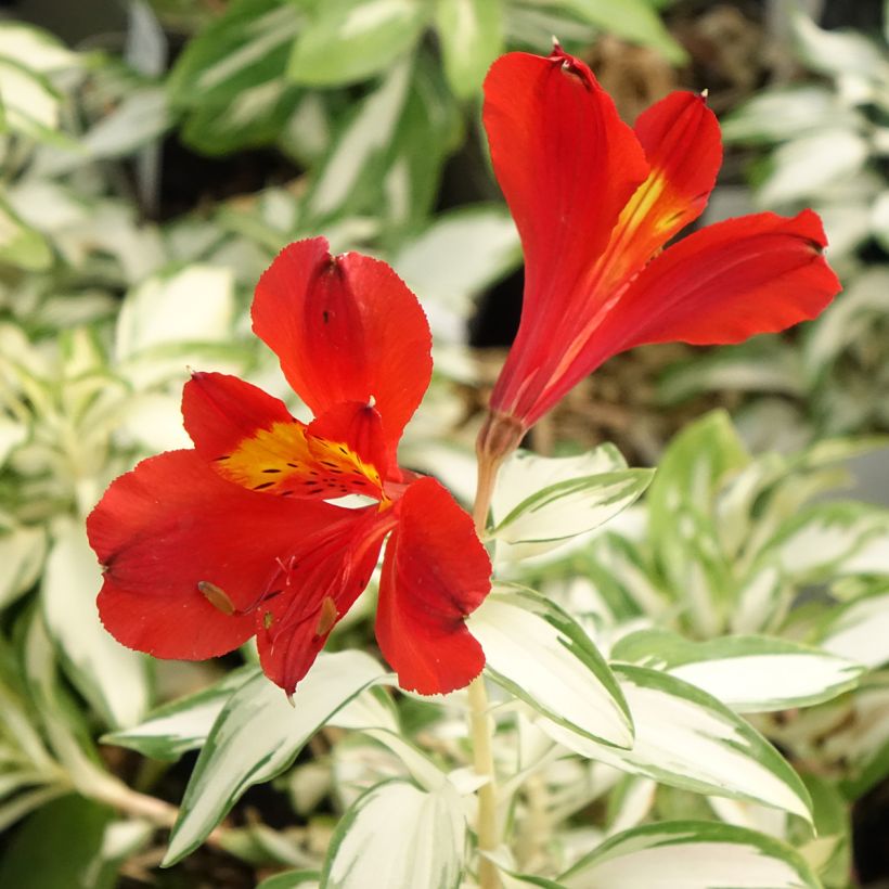 Alstroemeria Rock'n roll (Fioritura)