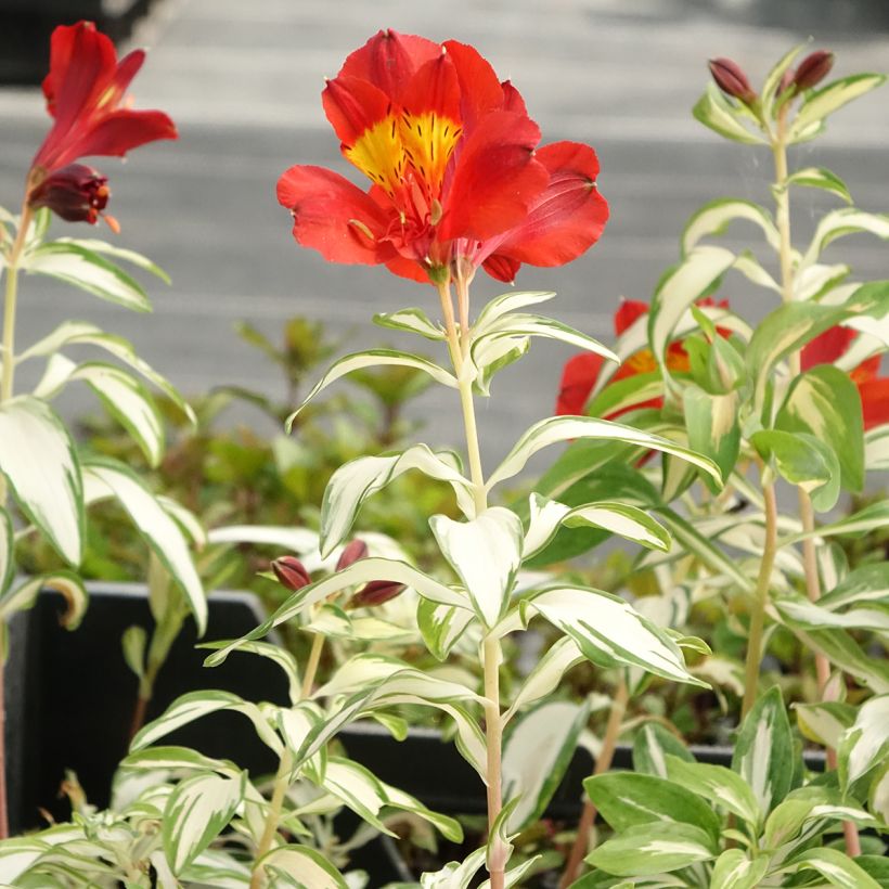 Alstroemeria Rock'n roll (Porto)