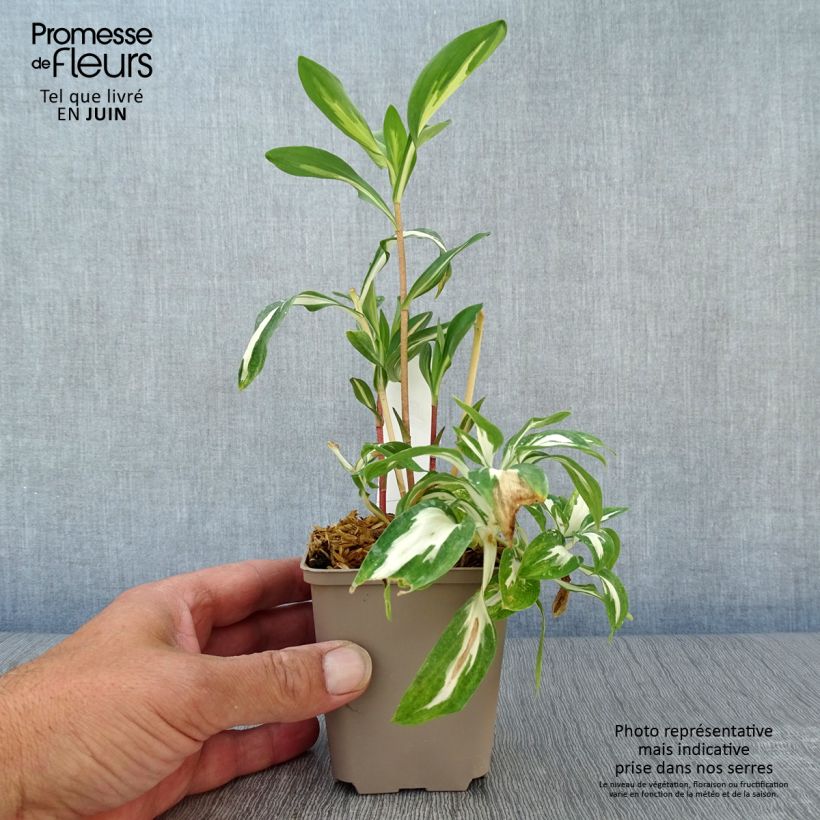 Esemplare di Alstroemeria Rock'n roll Vasetto da 8/9 cm consegnato in estate