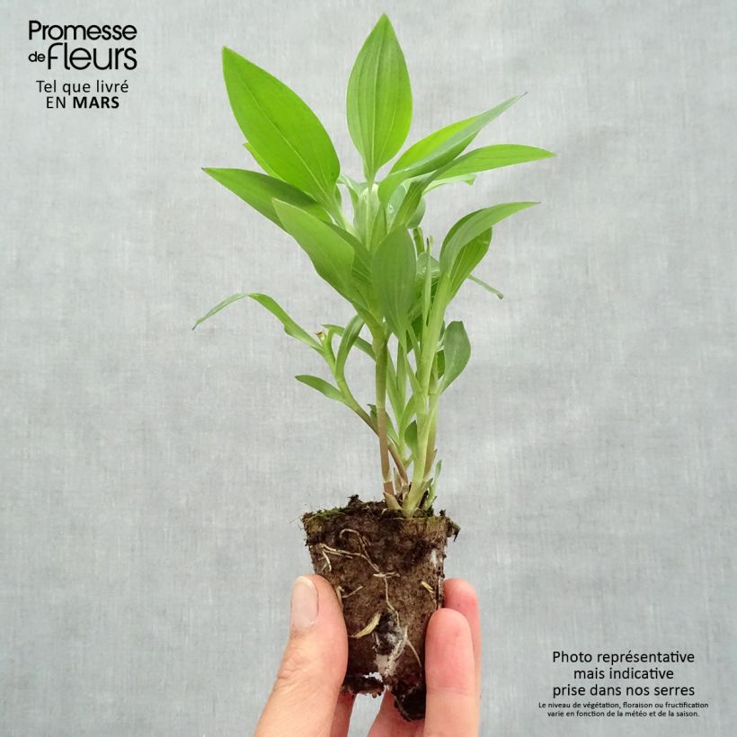 Alstroemeria Summer Paradise Summer Break zolla 4 cm x 4,5 cm esemplare consegnato in primavera