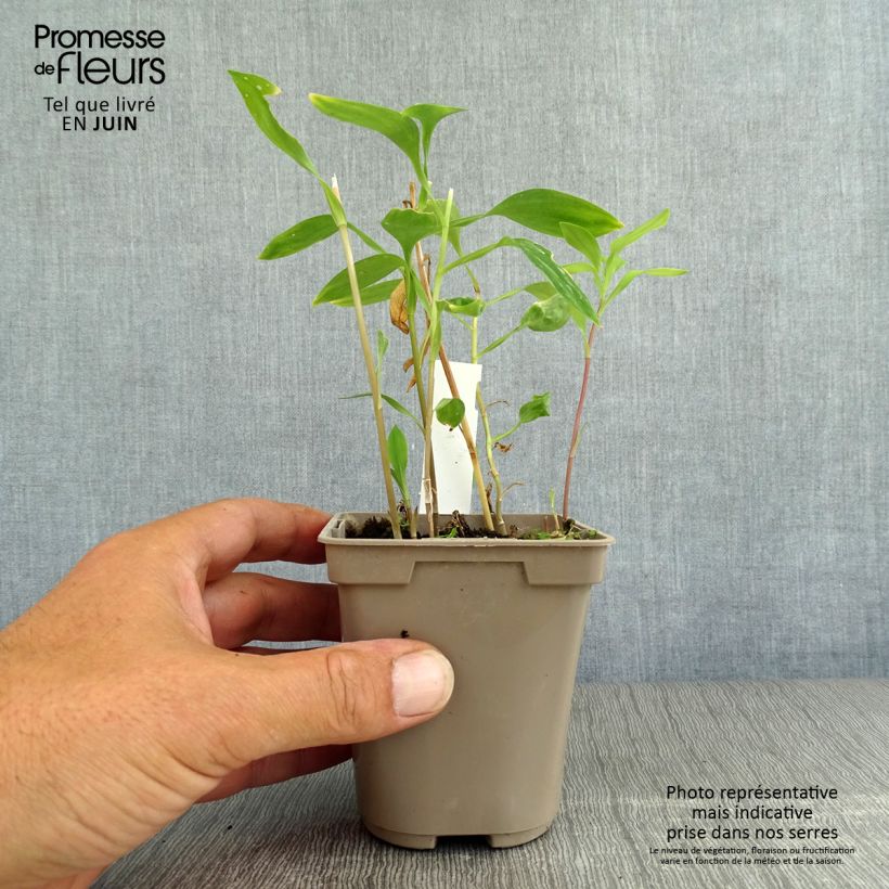Esemplare di Alstroemeria Sweet Laura Vasetto da 8/9 cm consegnato in estate