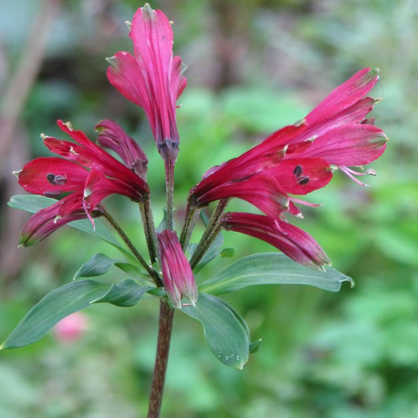 Alstroemeria psittacina Variegata (Fioritura)