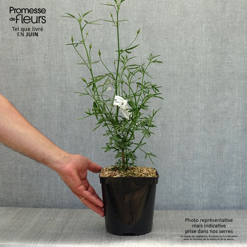 Esemplare di Alyogyne Delightfully - Ibisco australiano Vaso da 4L/5L consegnato in estate