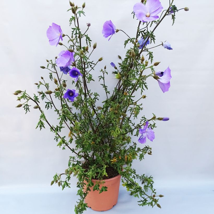 Esempio di esemplare Alyogyne huegelii - Ibisco australiano Vaso da 3L/4L come consegnato