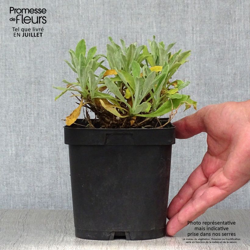 Esemplare di Alyssum saxatilis Goldkugel - Alisso giallo Vaso da 2L/3L consegnato in estate