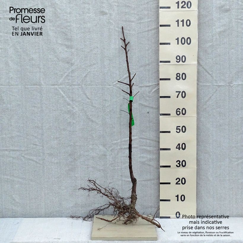 Mandorlo Texas Bio Piante grandi a radice nuda, Astone esemplare consegnato in inverno