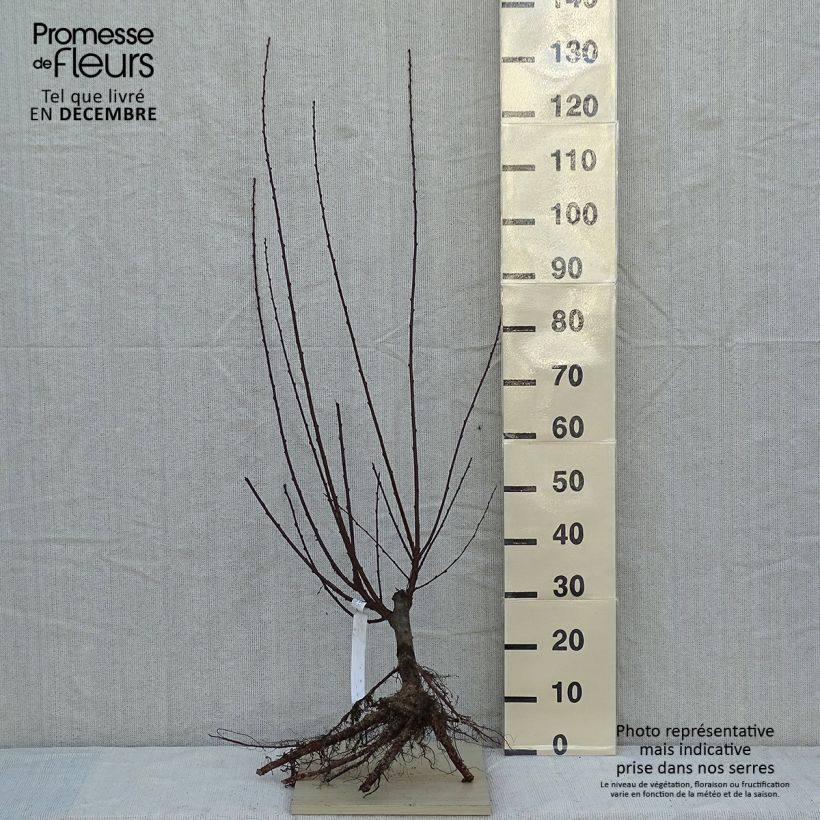 Prunus triloba - Mandorlo da fiore Piante piccole a radice nuda esemplare consegnato in inverno