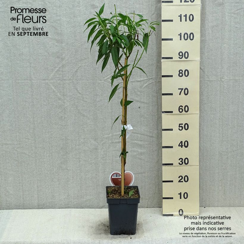 Esemplare di Mandorlo - Prunus dulcis Vaso da 4L/5L, A cespuglio consegnato in estate