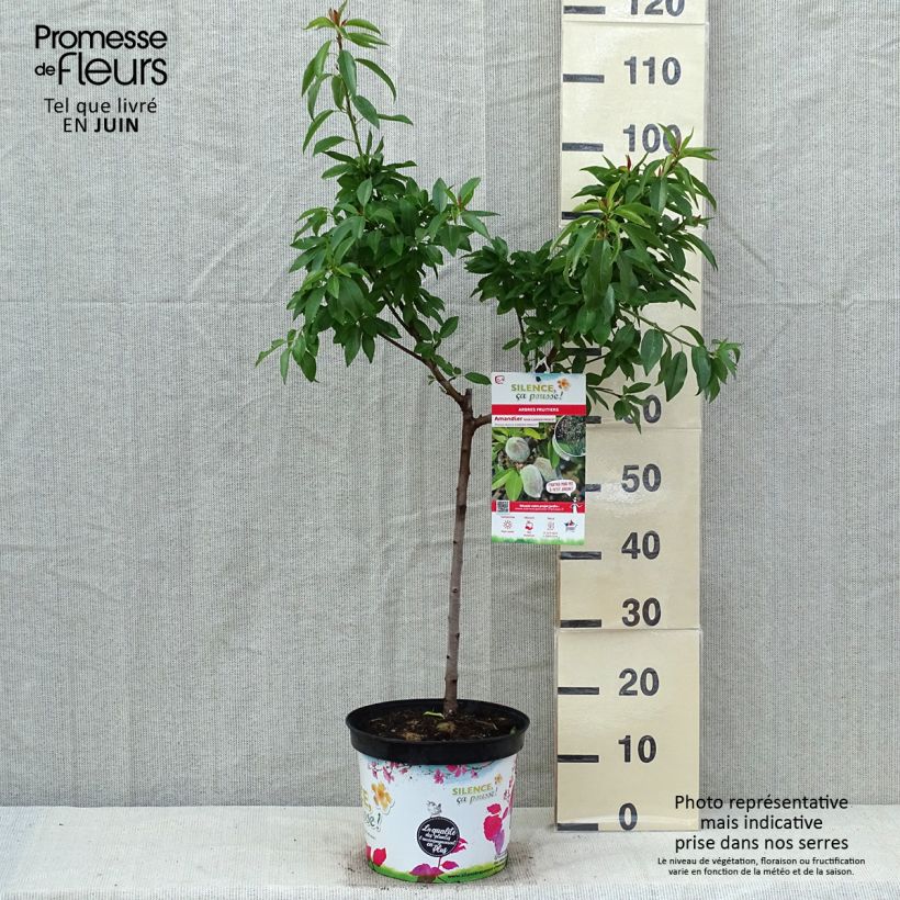 Mandorlo Garden Prince Vaso da 6L/7L, NanoAltezza consegnata circa 100cm esemplare consegnato in primavera