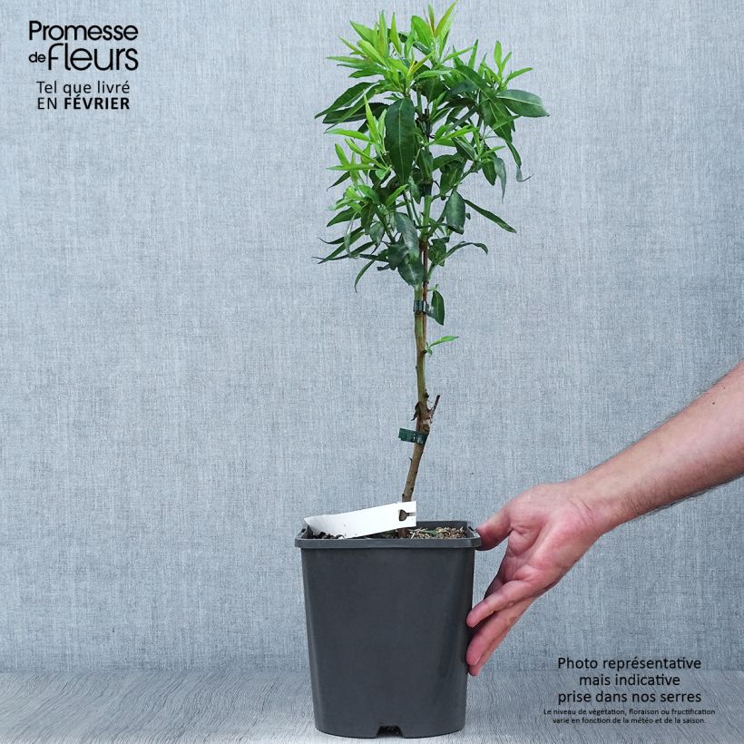 Esemplare di Mandorlo Fruit me Almond me Vaso da 4L/5L, Nano come consegnato in autunno