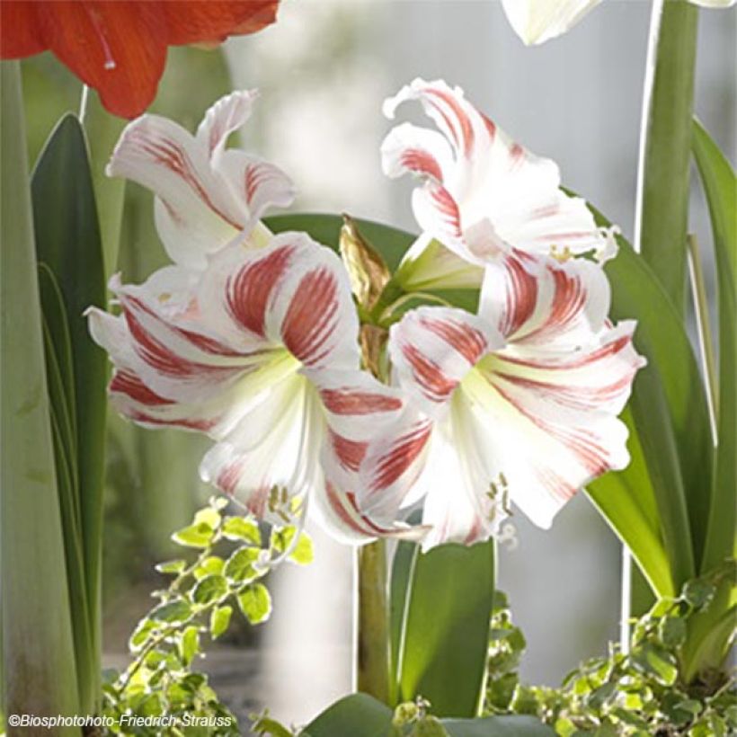 Amaryllis Flaming Striped - Hippeastrum (Fioritura)