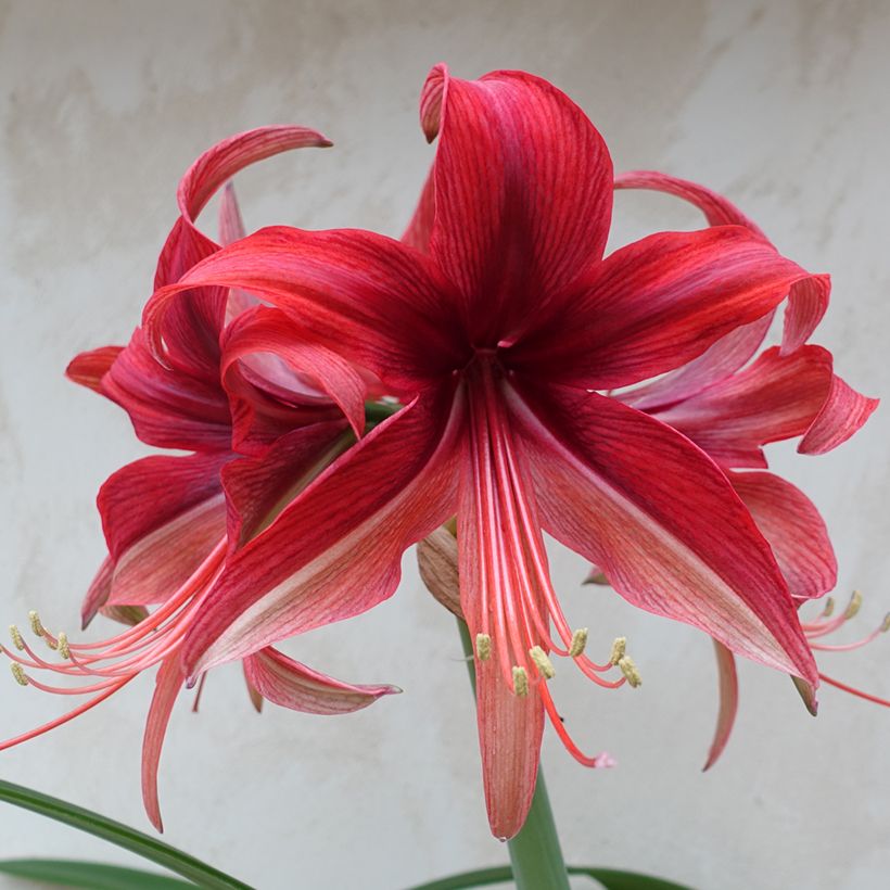 Amaryllis Cybester Bogota - Hippeastrum (Fioritura)