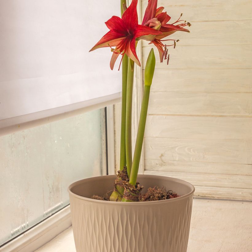 Amaryllis Cybester Bogota - Hippeastrum (Porto)