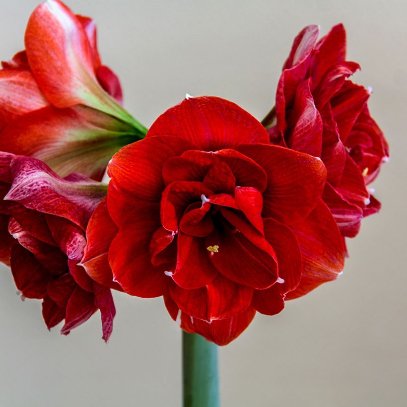 Amaryllis Double Dragon (Fioritura)