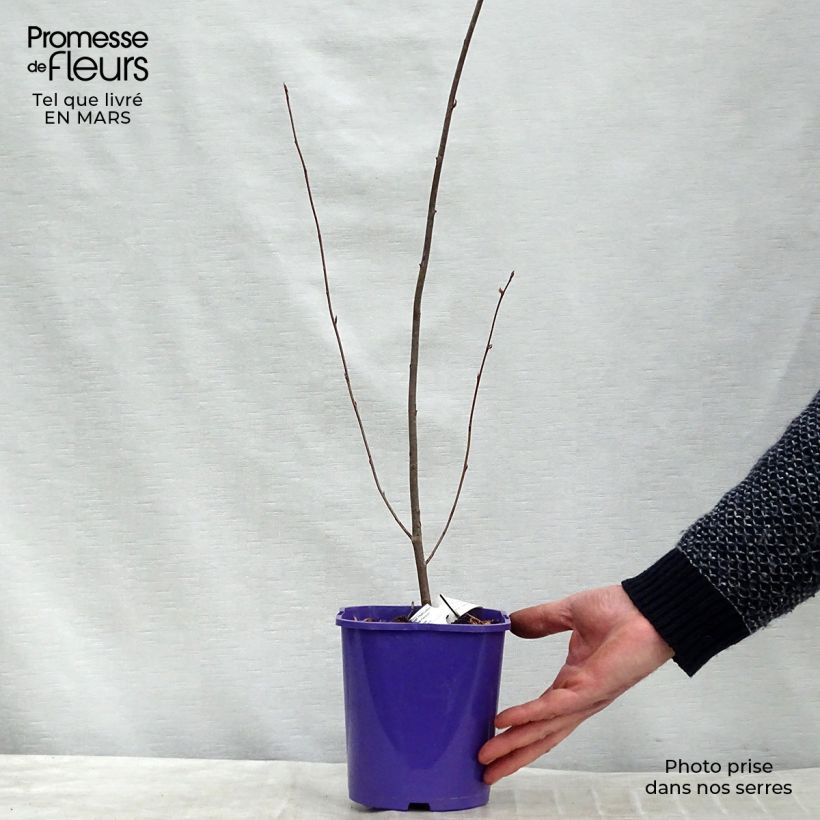 Amelanchier alnifolia Smoky Vaso da 2L/3L esemplare consegnato in primavera