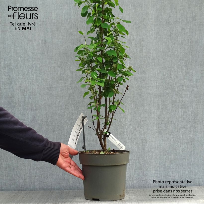 Amelanchier alnifolia Obelisk Vaso da 3L/4L esemplare consegnato in primavera