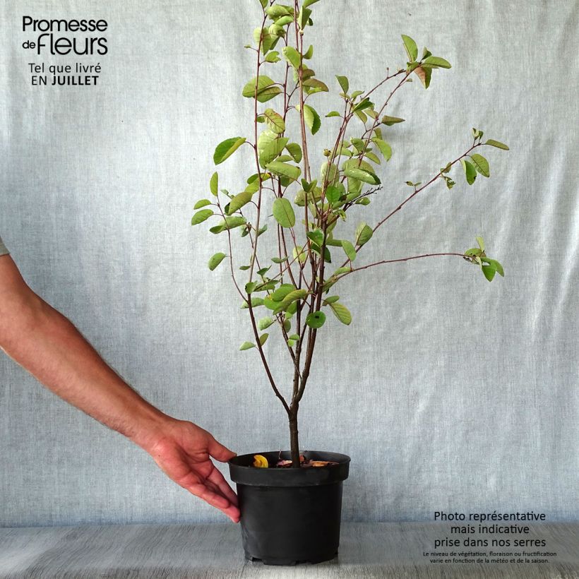 Esemplare di Amelanchier spicata Vaso da 3L/4L consegnato in estate