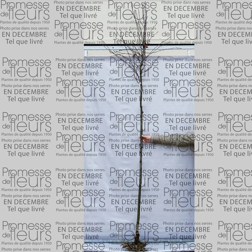Esempio di esemplare Amelanchier lamarckii - Pero corvino Piante grandi a radice nuda come consegnato